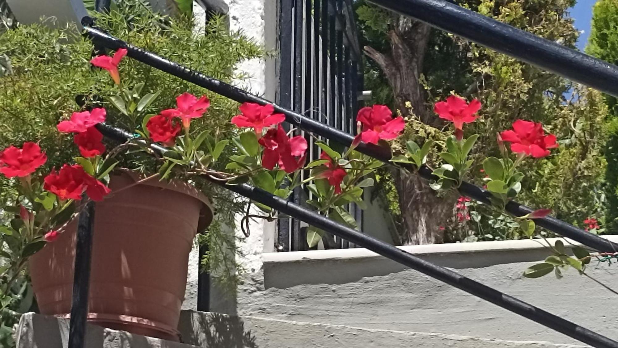 Charming Garden Apartment Rhodes City Zewnętrze zdjęcie